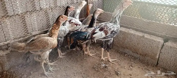 دجاج باكستاني ( تم البيع ) 2
