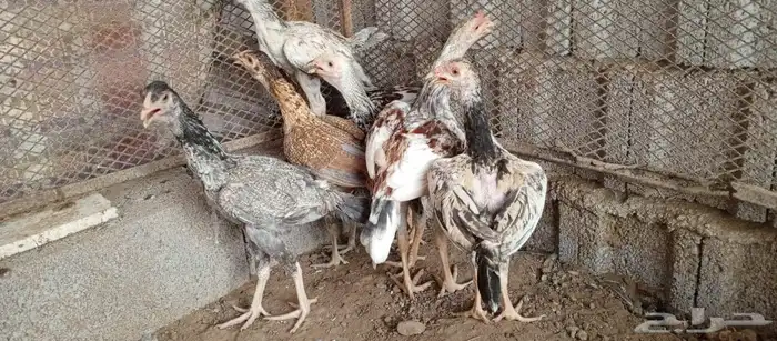 دجاج باكستاني ( تم البيع ) 0