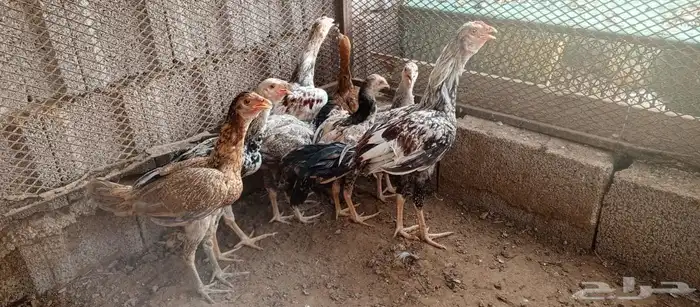 دجاج باكستاني ( تم البيع ) 1