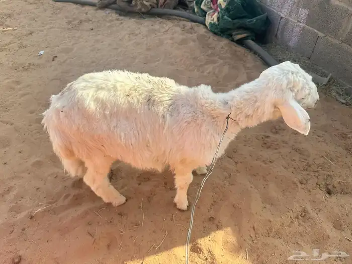 طلي طيب 1