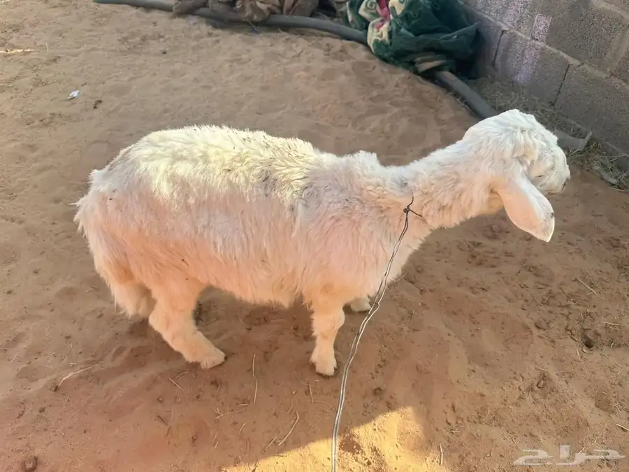 طلي طيب 1