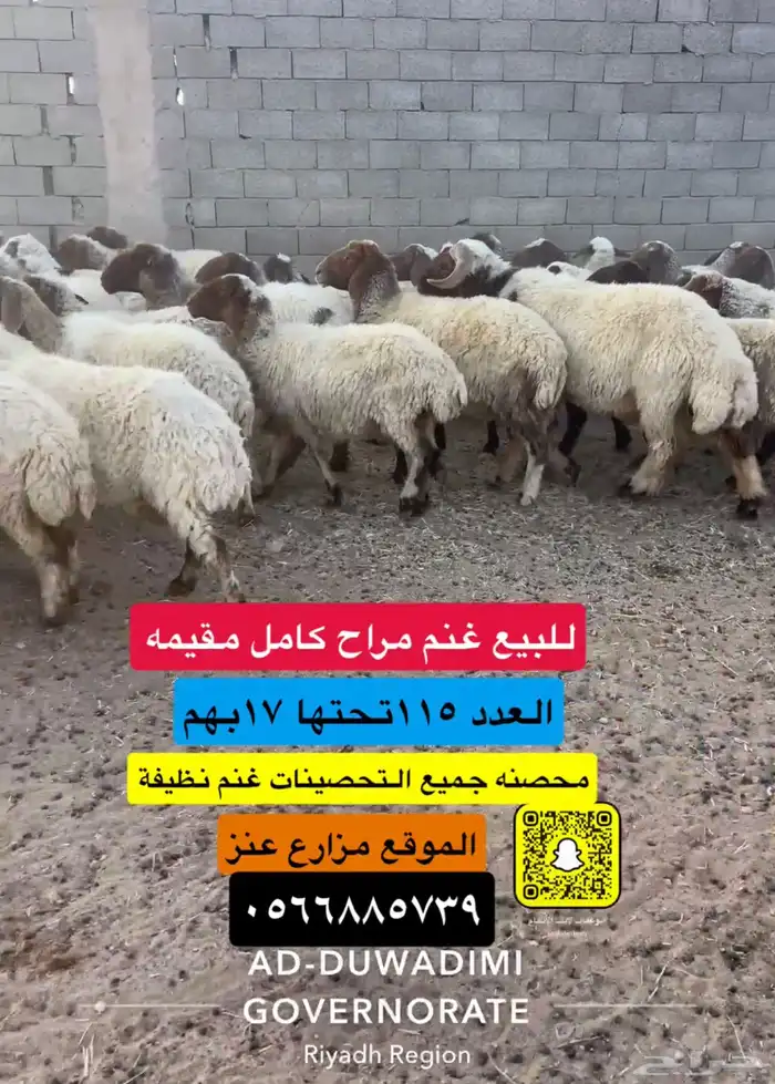 للبيع غنم مراح نعيم مقيمه 2
