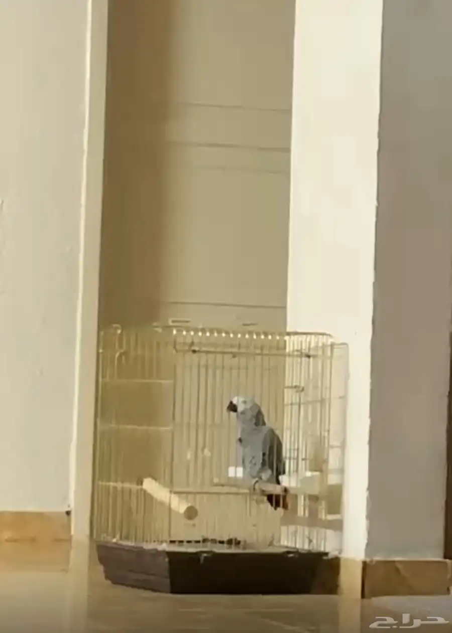 ببغاء للبيع متكلم 0