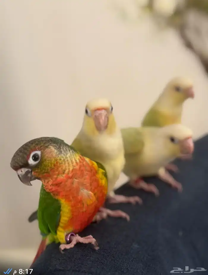 هدد اليفه جدا  صبغات قويه وتصانيف مميزه 6