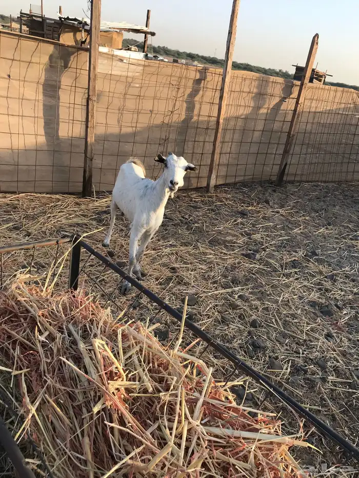 عنر بيشيه تم البيع خارج الموقع 3