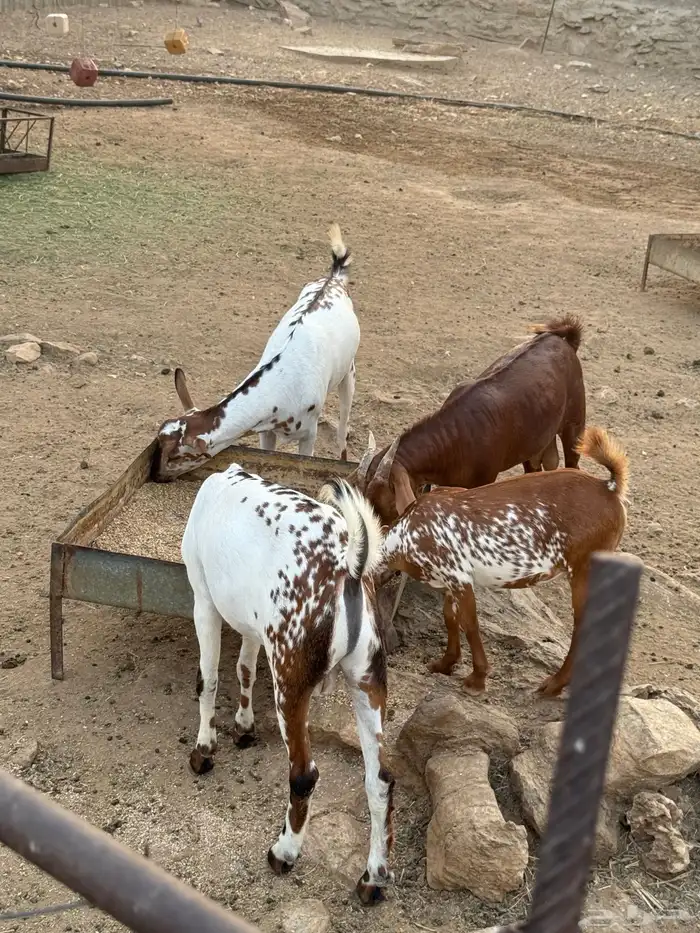 ذبايح مناسبات 3