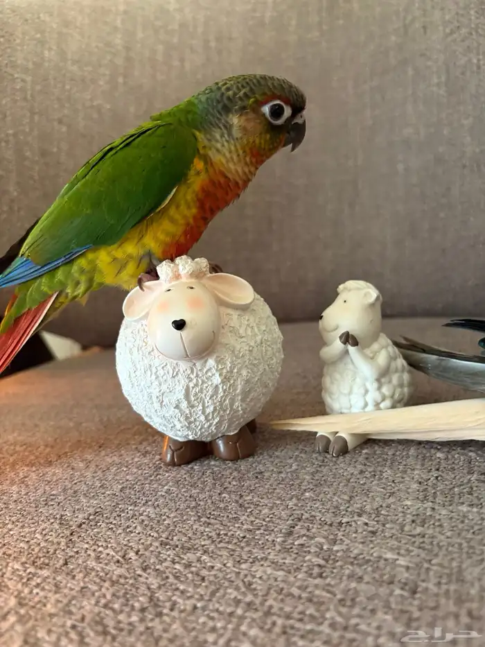 هدد اليفه جدا  صبغات قويه وتصانيف مميزه 4