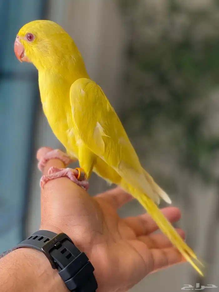 للبيع دره 4