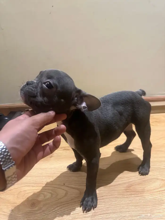فرينش بولدوق للبيع french bulldog 0