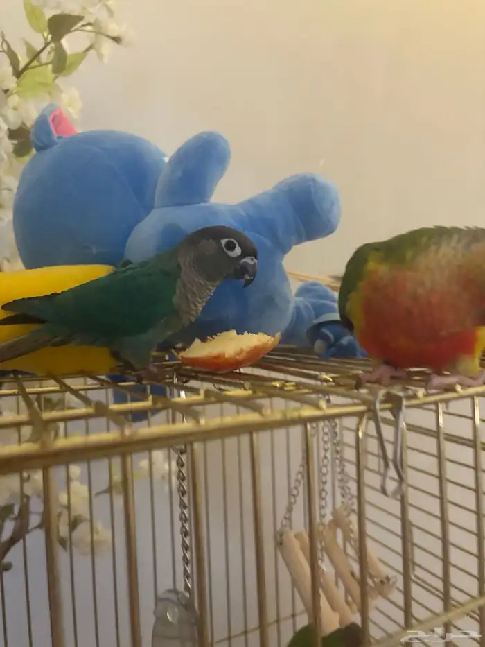 هدد اليفه جدا  صبغات قويه وتصانيف مميزه 0