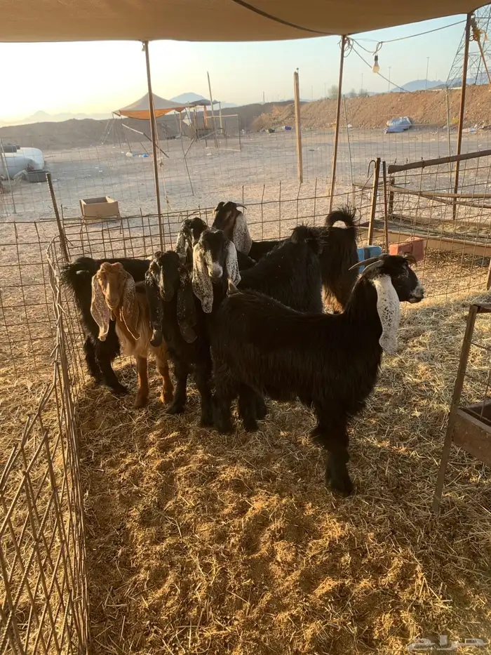 هرفي حري ذبايح مناسبات ذبائح ثلاجه زواجات يوجد صلخ وتوصيل 5