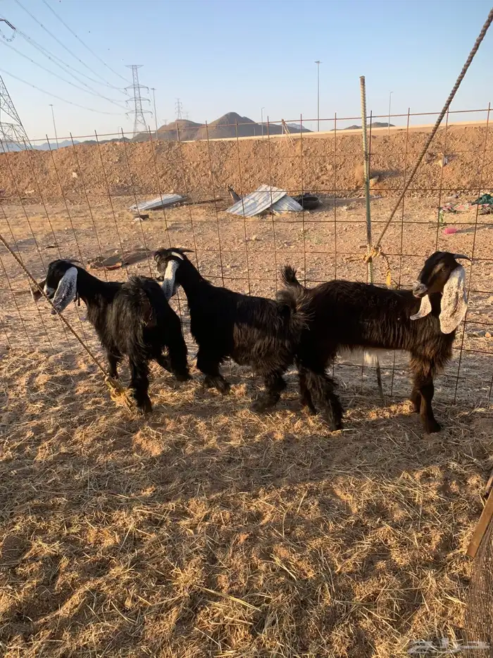 هرفي حري ذبايح مناسبات ذبائح ثلاجه زواجات يوجد صلخ وتوصيل 6