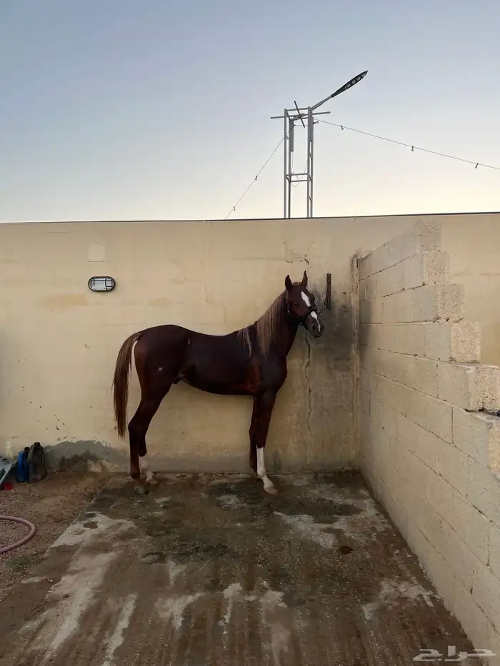 حصان أشقر ضايع 6