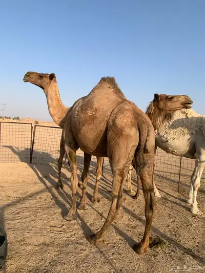 ناقة صفرا طيبة 0
