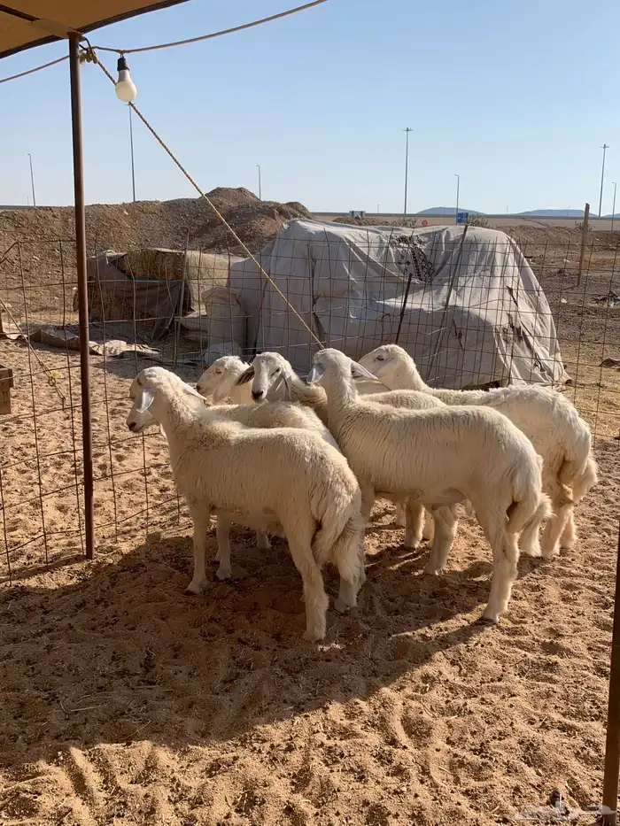 هرفي حري ذبايح مناسبات ذبائح ثلاجه زواجات يوجد صلخ وتوصيل 3