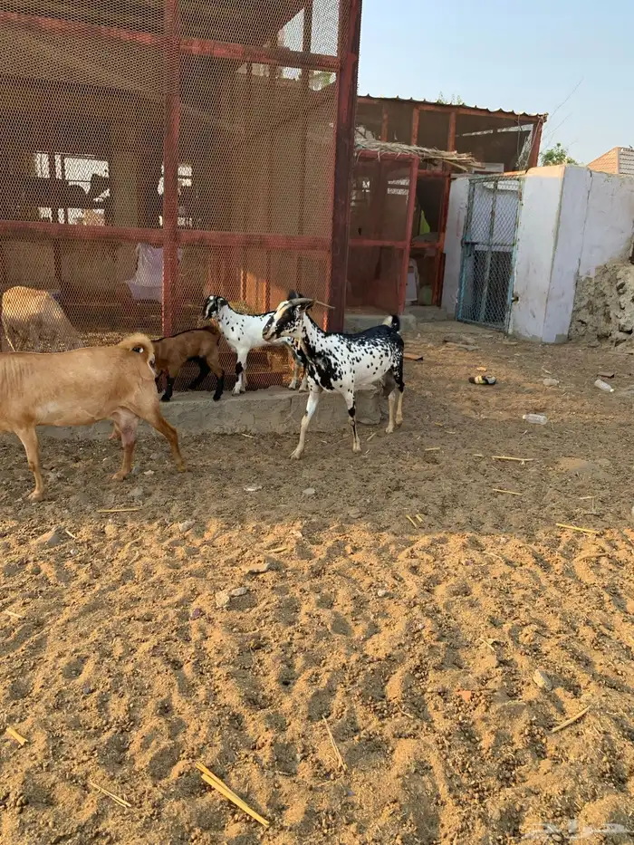 غنم بياشا مرخ ولد الصغار اثنين ذكران ثنتين اناثي 0