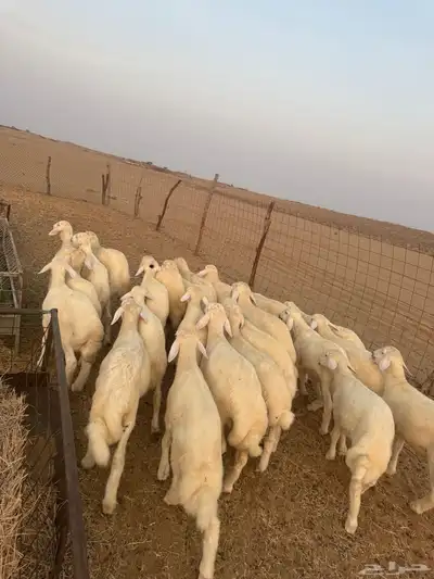 بهم تربية ( تم البيع ) 1