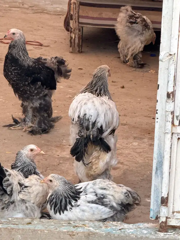 براهما كونك حجم طيب جدا الغولاء جده 4