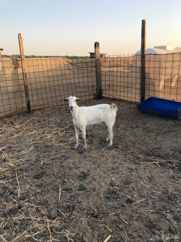 عنر بيشيه تم البيع خارج الموقع 2