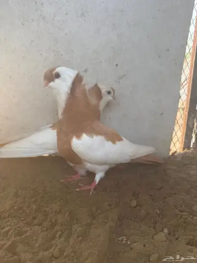 طبه بلغاري عبسي 1