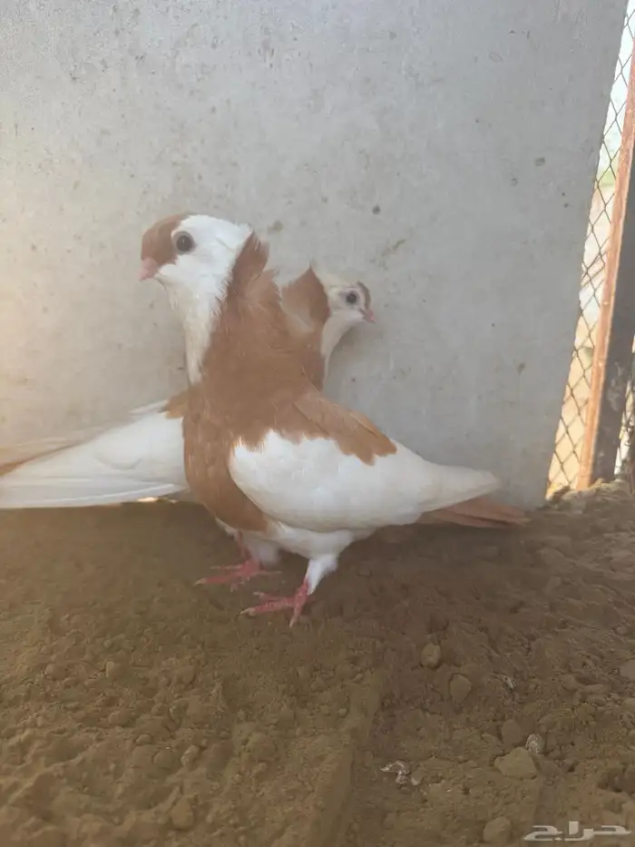 طبه بلغاري عبسي 1