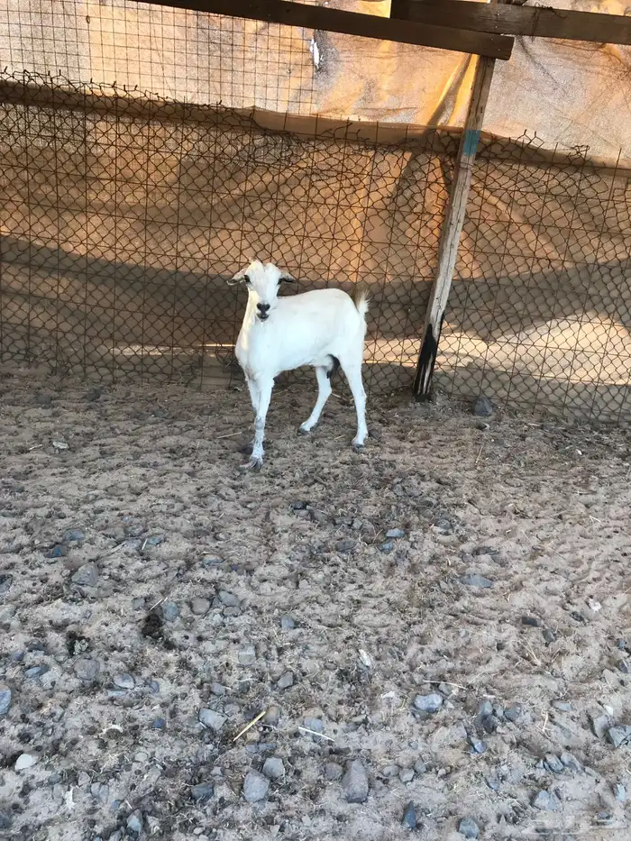 عنر بيشيه تم البيع خارج الموقع 1