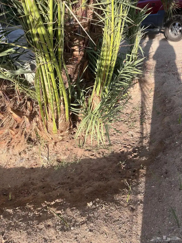 نخل غرايس برني 3