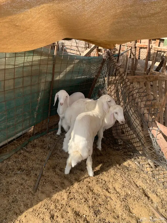 للبيع 3 طليان حريه 0