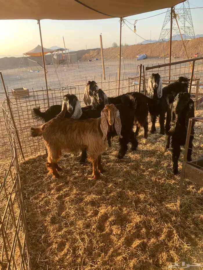 هرفي حري ذبايح مناسبات ذبائح ثلاجه زواجات يوجد صلخ وتوصيل 8