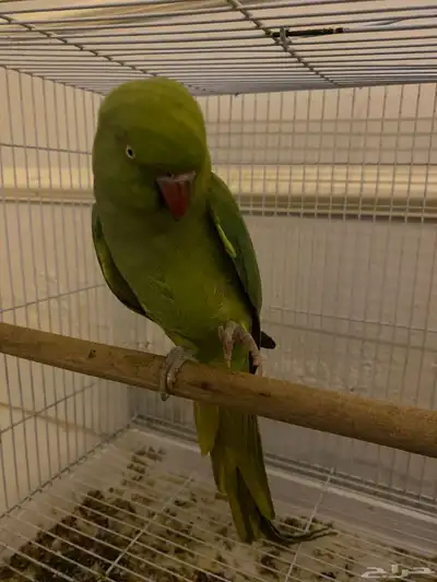 اعرض لكم أنثى دره أليفه 1