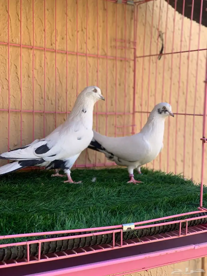 قطايف نمش اخوان 1