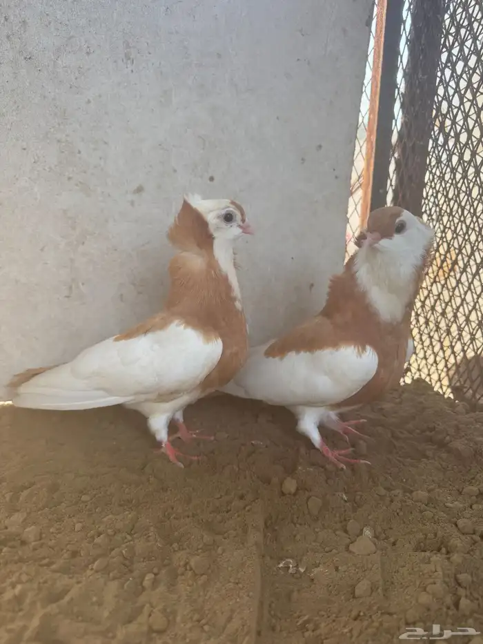 طبه بلغاري عبسي 3