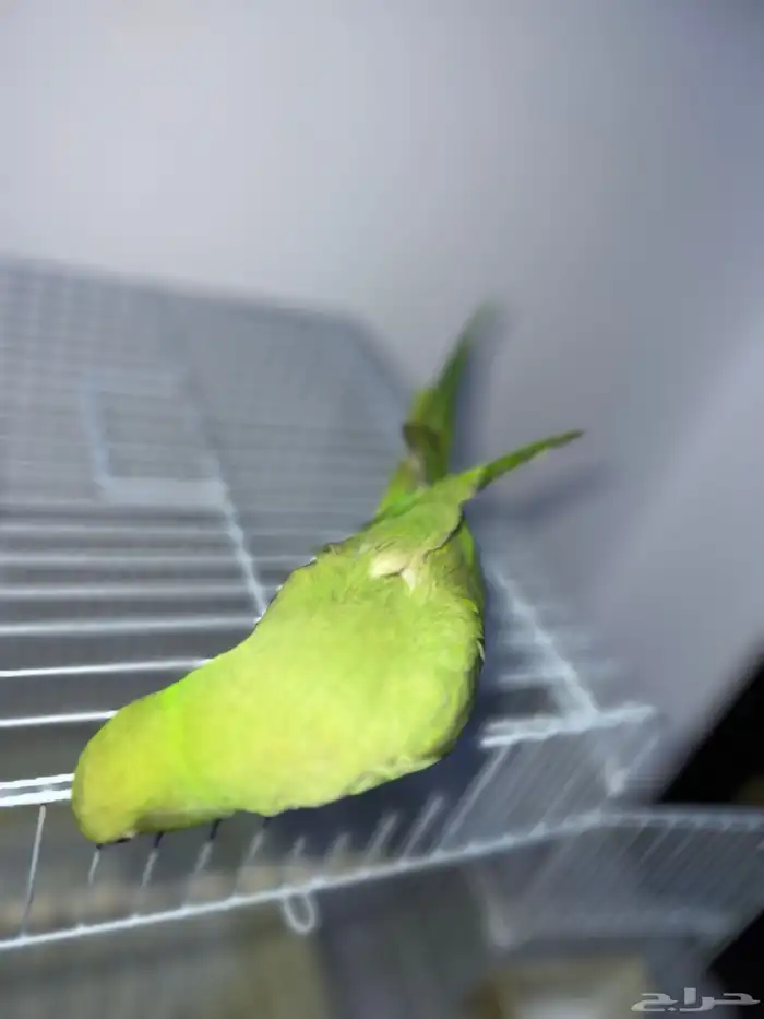 بغبغاء دره 7