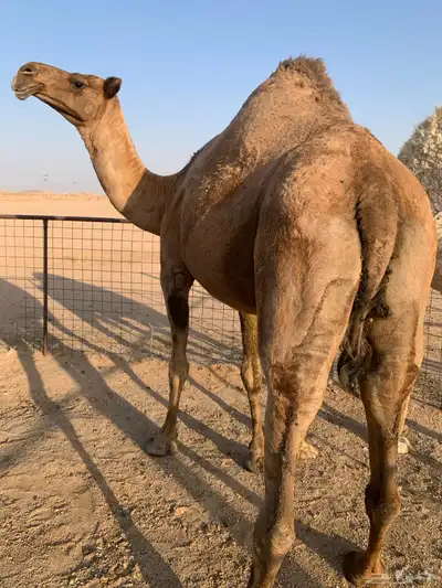 ناقة صفرا طيبة 1