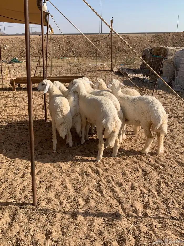 هرفي حري ذبايح مناسبات ذبائح ثلاجه زواجات يوجد صلخ وتوصيل 4