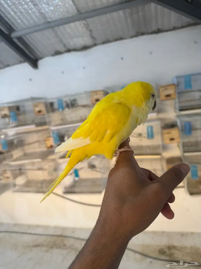 للبيع كويكر لاتينو اليف جدا جدا ومتكلم ( تم البيع ) 4
