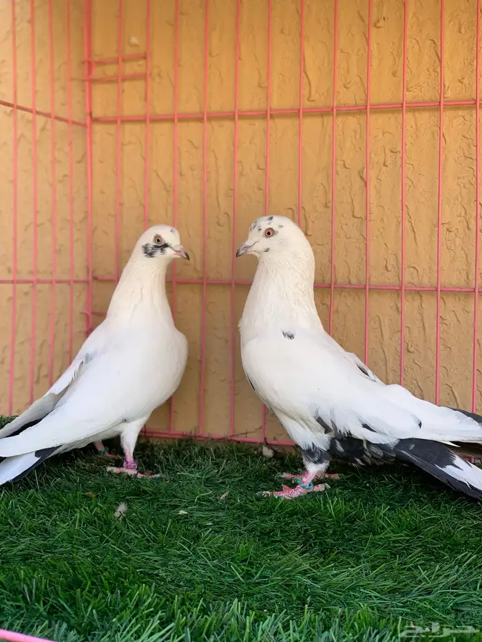 قطايف نمش اخوان 0