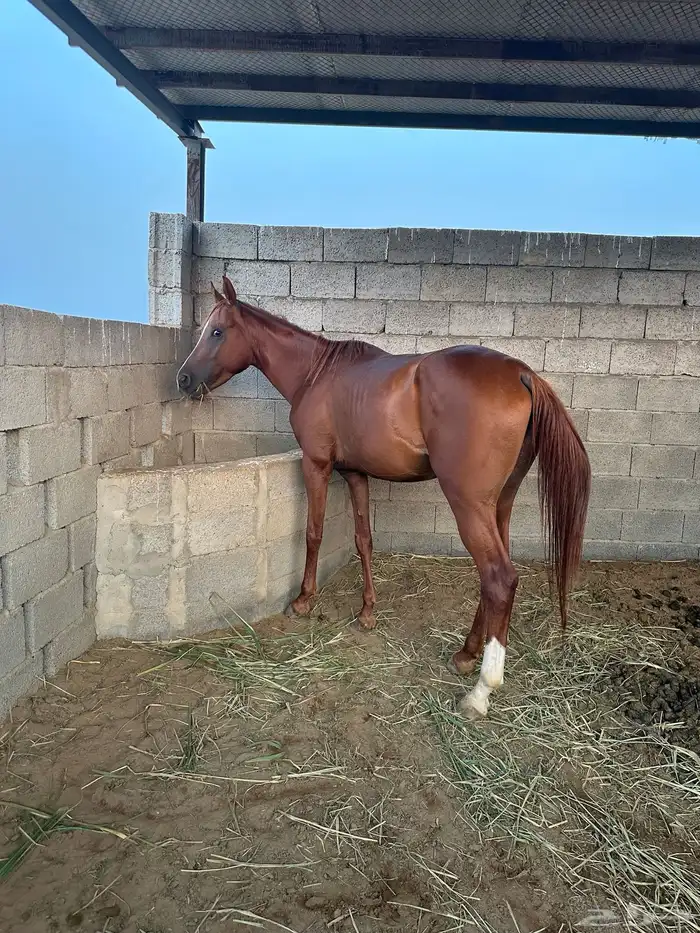 خيل للبيع 1