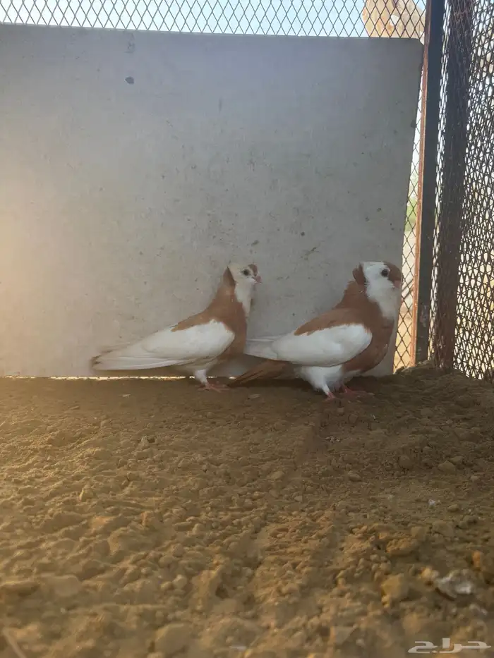 طبه بلغاري عبسي 0