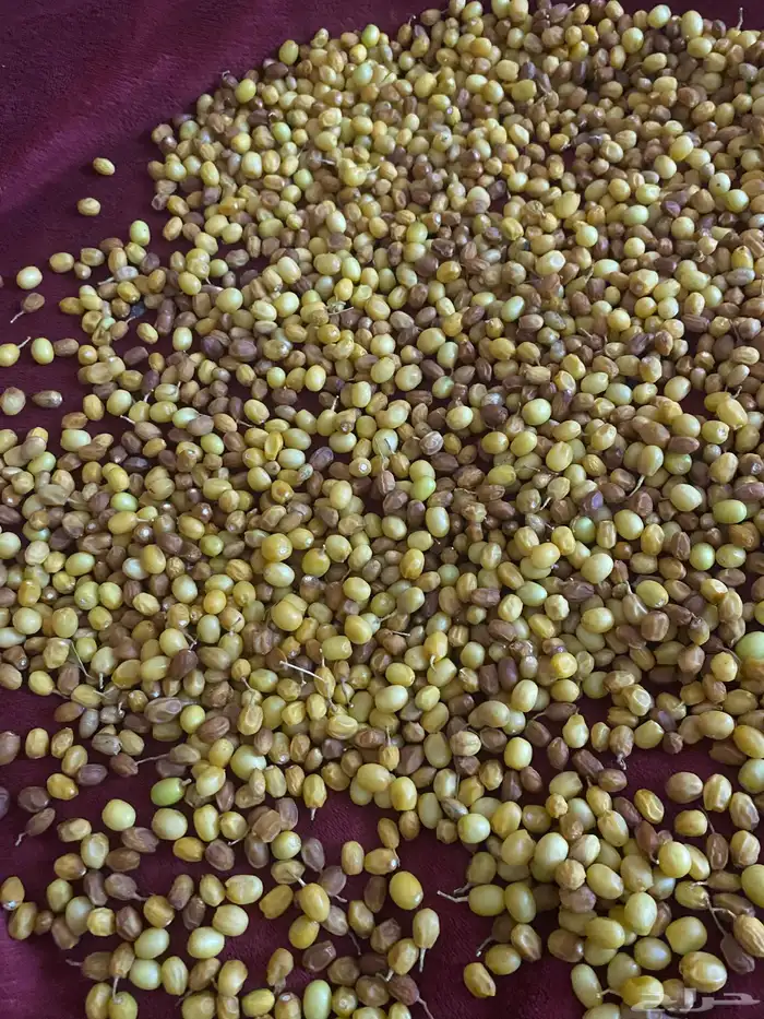 دجاج ارانب بط حجل بذور واشياء اخرى 11