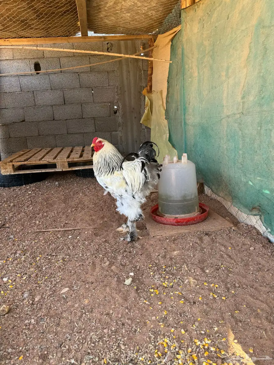 ديك براهما كولمبي 4