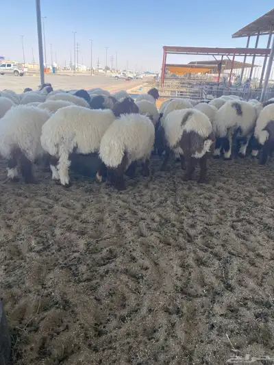 مشالله ذبايح نعيم فاخره 0