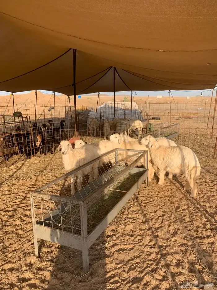 هرفي حري ذبايح مناسبات ذبائح ثلاجه زواجات يوجد صلخ وتوصيل 0