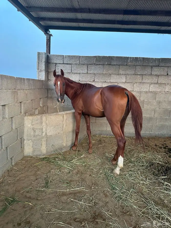 خيل للبيع 2