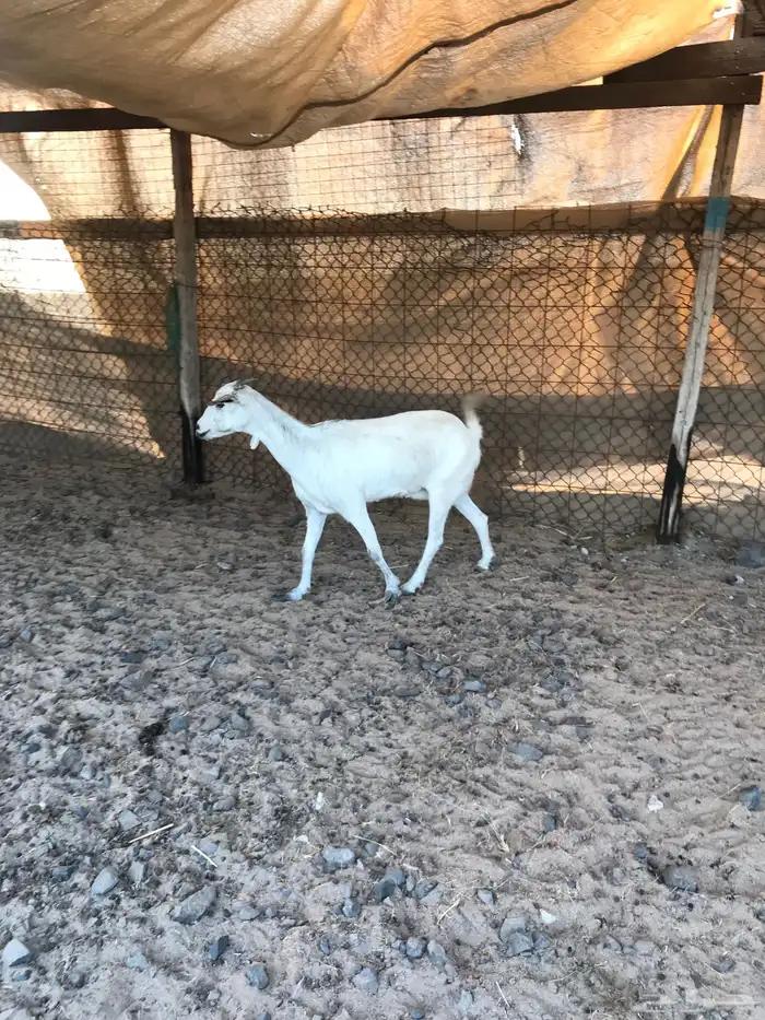 عنر بيشيه تم البيع خارج الموقع 0