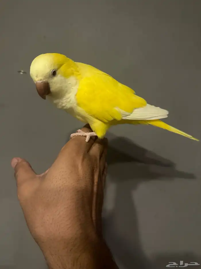 للبيع كويكر لاتينو اليف جدا جدا ومتكلم ( تم البيع ) 5