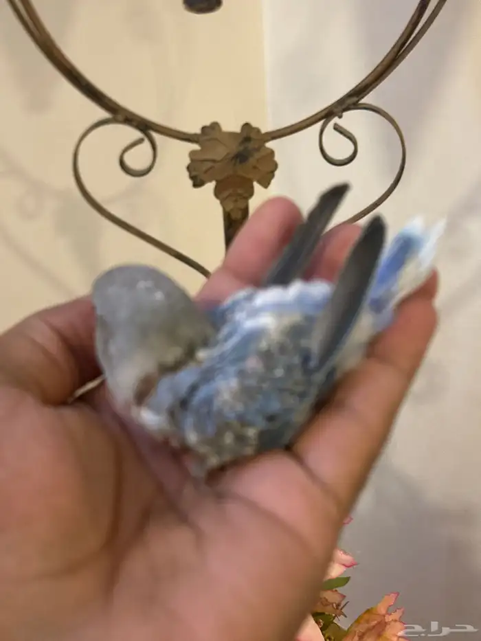 فرخ روز غر ( تم البيع ) 0