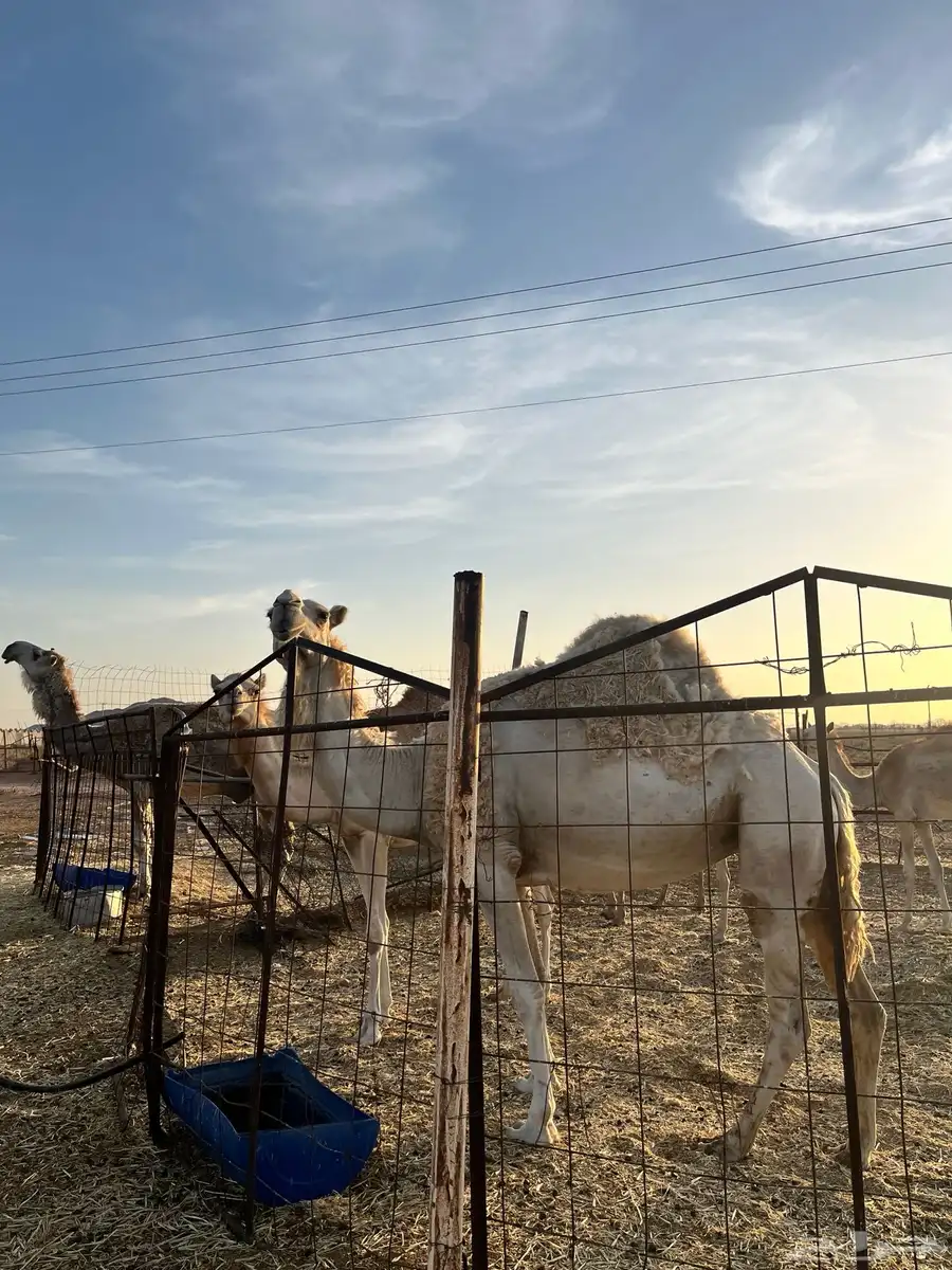 ناقة 9