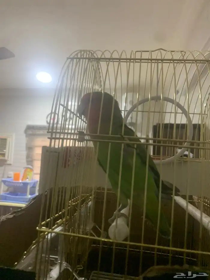 روز أليف هددداخلي لعوب 0