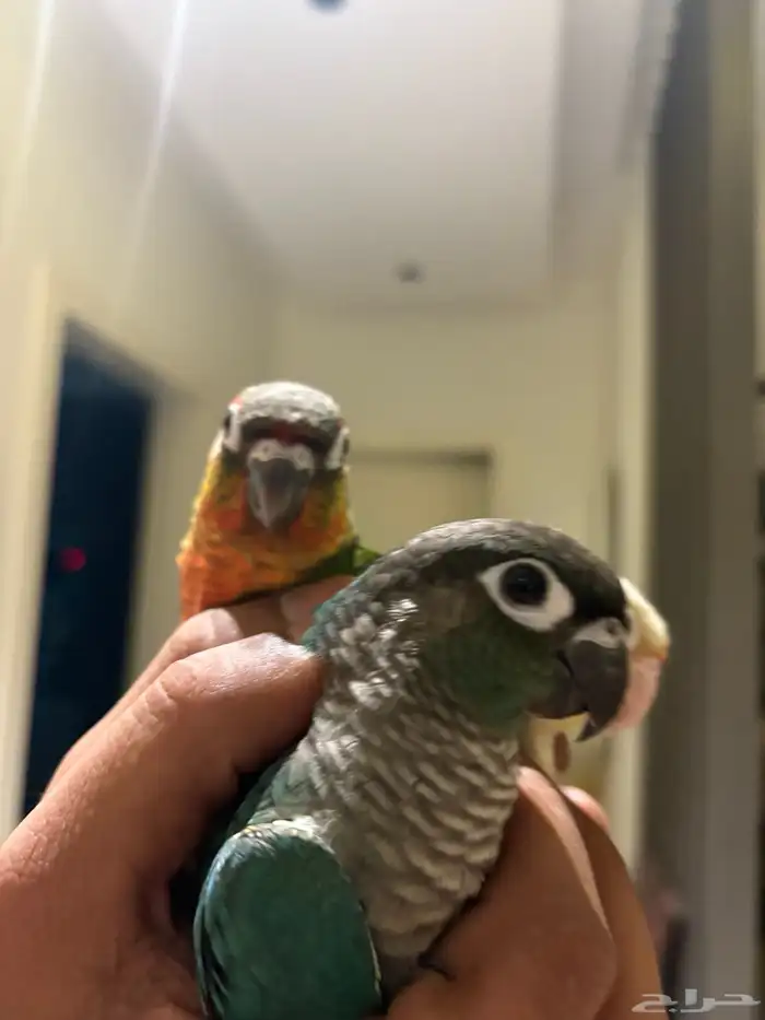 هدد اليفه جدا  صبغات قويه وتصانيف مميزه 2